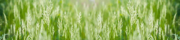 Young spikelets with grass seeds in the meadow. Delicate green grass growing in a clearing in the rays of the sun