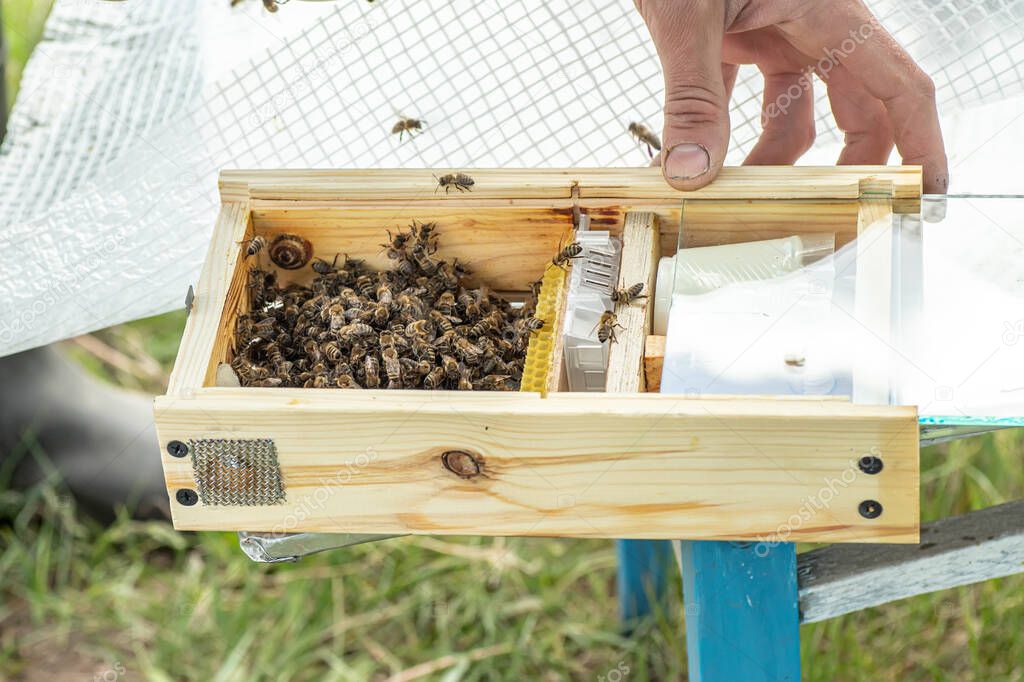 Beekeeper holding a small Nucleus with a young queen bee. Breeding of queen bees. Beehives with honeycombs. Preparation for artificial insemination bees. Natural economy. Queen Bee Cages