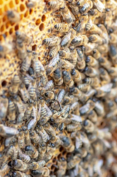 Drones on a wax frame surrounded by bee colonies. Beekeeping. Growing drones to select sperm. Artificial insemination of the queen bee with sperm of donor\'s drone