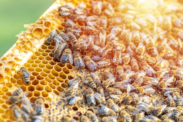 Drones on a wax frame surrounded by bee colonies. Beekeeping. Growing drones to select sperm. Artificial insemination of the queen bee with sperm of donor\'s drone