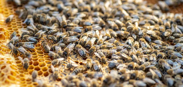 Drones on a wax frame surrounded by bee colonies. Beekeeping. Growing drones to select sperm. Artificial insemination of the queen bee with sperm of donor\'s drone