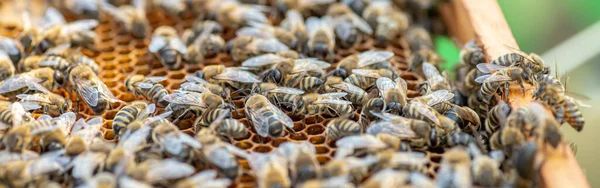 Drones on a wax frame surrounded by bee colonies. Beekeeping. Growing drones to select sperm. Artificial insemination of the queen bee with sperm of donor\'s drone