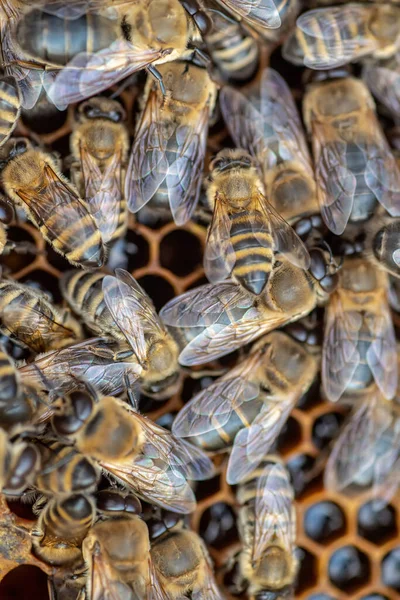 Drones on a wax frame surrounded by bee colonies. Beekeeping. Growing drones to select sperm. Artificial insemination of the queen bee with sperm of donor\'s drone