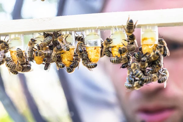 Beekeeping queen cell for larvae queen bees. beekeeper in apiary with queen bees, ready to go out for breeding bee queens. Royal jelly in plastic queen cells. Soft focus.