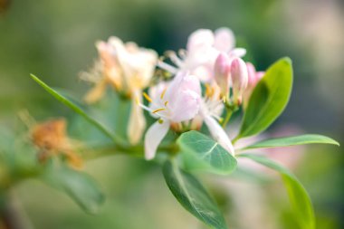 Lonicera xylosteum, fly honeysuckle, European fly honeysuckle, dwarf honeysuckleor fly woodbine white with pink flowers on a bush in the forest. Honey and medicinal plants in the habitat.