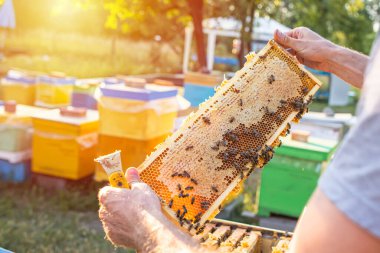 Arılarla dolu açık kovan bu temelsiz çerçeveye güzel bir tarak çizdi. Bal depolamak için hafif tarak kullanılırdı. Brace tarak, tarağın, köprü tarağının, çapraz taramanın birçok tipinden biridir.,
