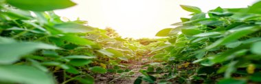 Banner Glycine max, soybean, soya bean sprout growing soybeans on an industrial scale. Products for vegetarians. Agricultural soy plantation on sunny day. untreated field with weeds. Soft focus.