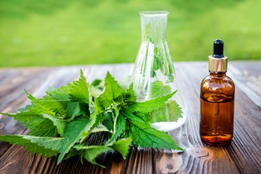 common nettle, burn nettle or nettle leaf, or just a nettle or stinger medicinal herb fresh used in natural herbal medicine. apothecary tableware and a bottle with essential oil for a beauty salon