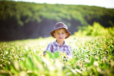Çocuk soya fasulyesi tarlasında yürüyor. Vejetaryen çocuk vejetaryen soya yetiştiriyor. Glycine Max alanı akşam güneşiyle aydınlatılıyor.