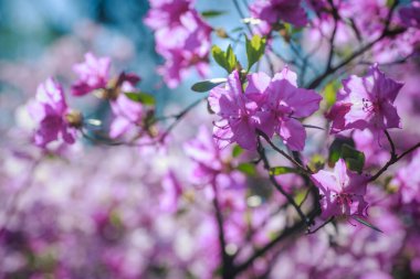 Mavi bir sisli ağaçların arka planında çiçek açan açelyalar..