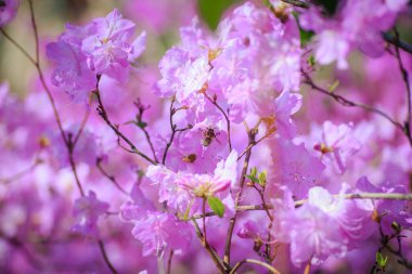 Mavi bir sisli ağaçların arka planında çiçek açan açelyalar..
