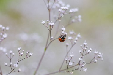 Küçük beyaz bir çiçekte uğur böceği, Gypthe Paniculata, bebek nefesi, yaygın çigila, yaz tarlasında paniklemiş bebek nefesi.