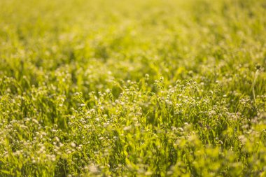 Melilotus adlı yaban otlu sarı bir tarla, melilot olarak bilinir, tatlı yonca ve kumoniga, tatlı yonca hastalığı lat. Melilotus officinalis . Avrupa 'nın bal bitkisi.