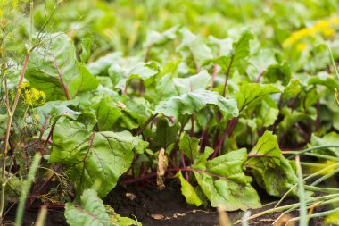 Deniz pancarı, Beta vulgaris subsp. Maritima, pancar, masa, bahçe, pancar yeşillikleri toprakta yetişen bir kökten çıkan mor damarlı yeşil yapraklardır..