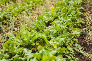 Bahçedeki pancarlar. İyi hasat pancarları.