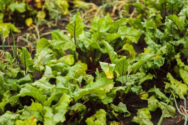 Sea beet, Beta vulgaris subsp. maritima, beetroot, table, garden, red, or golden beet, beet greens are green leaves with purple veins growing from a root crop in the ground. Sea beet bright green leaves in field. Beets in the garden. Good harvest bee