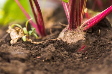 Deniz pancarı, Beta vulgaris subsp. Maritima, pancar, masa, bahçe, kırmızı ya da altın pancar, bahçede pancar kökü. Bahçedeki pancarlar. İyi hasat pancarları.