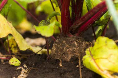 Deniz pancarı, Beta vulgaris subsp. Maritima, pancar, masa, bahçe, kırmızı veya altın pancar, pancar yeşili, toprakta yetişen bir kökten yetişen mor damarlı yeşil yapraklardır. Bahçedeki pancarlar. İyi hasat pancarları.