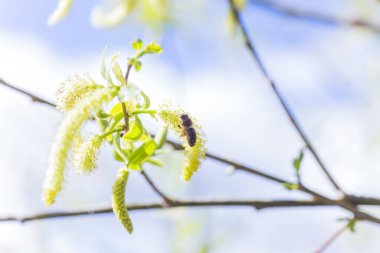 Yükselen kızıl yüzlü erkek çiçek açan kedi derisi ya da yapraklardan önce bahar başında salix alba beyaz söğüt. Çiçek ve tomurcuklardan polen toplayın. Bal bitkileri Avrupa.