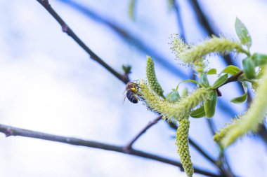 Yükselen kızıl yüzlü erkek çiçek açan kedi derisi ya da yapraklardan önce bahar başında salix alba beyaz söğütte ament. Çiçek ve tomurcuklardan polen toplayın. Bal bitkileri Avrupa.