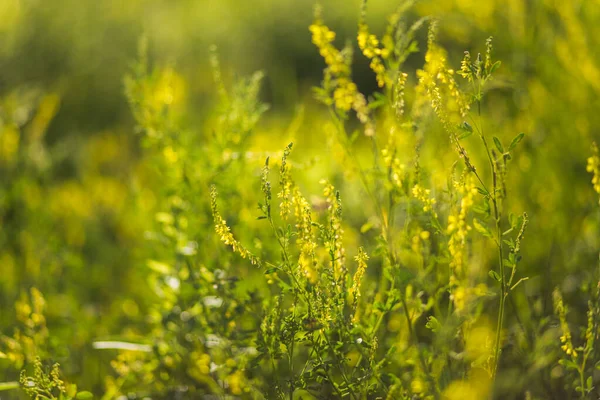 Bijen Verzamelen Stuifmeel Nectar Van Wilde Planten Melilotus Bekend Als — Stockfoto