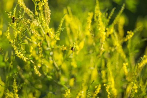 Bijen Verzamelen Stuifmeel Nectar Van Wilde Planten Melilotus Bekend Als — Stockfoto