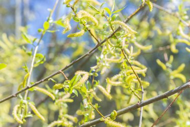 Yükselen kızıl yüzlü erkek çiçek açan kedi derisi ya da yapraklardan önce bahar başında salix alba beyaz söğütte ament. Çiçek ve tomurcuklardan polen toplayın. Bal bitkileri Avrupa.