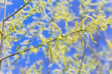 Yükselen kızıl yüzlü erkek çiçek açan kedi derisi ya da yapraklardan önce bahar başında salix alba beyaz söğütte ament. Çiçek ve tomurcuklardan polen toplayın. Bal bitkileri Avrupa.
