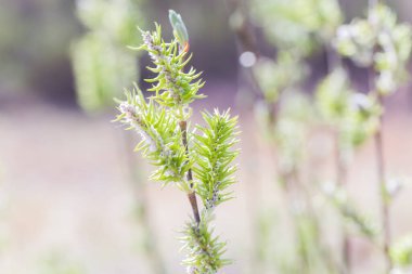 Yükselen kızıl yüzgeçli dişi çiçek açan kedi derisi ya da yapraklardan önce bahar başında salix alba beyaz söğütte ament. Çiçek ve tomurcuklardan polen topla.