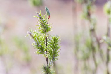 Yükselen kızıl yüzgeçli dişi çiçek açan kedi derisi ya da yapraklardan önce bahar başında salix alba beyaz söğütte ament. Çiçek ve tomurcuklardan polen topla.