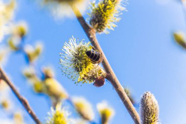 Bal arısı polen willow toplar. Değil kabarık çiçek açan çiçek kedicikler holly söğüt yaprakları önce erken baharda. Bitkiler Ukrayna tatlım. Polen çiçek toplamak.