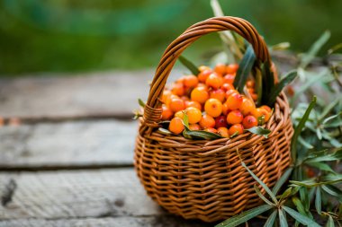 Argüman meyvesi, alternatif tıp hazırlığı. Yumuşak odak.