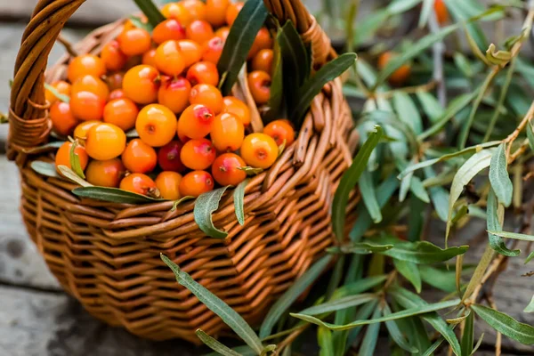 เบอร เหล Hippophae และใบ ตะกร าของทะเล Buckths การเก บเก ยวมะเด — ภาพถ่ายสต็อก