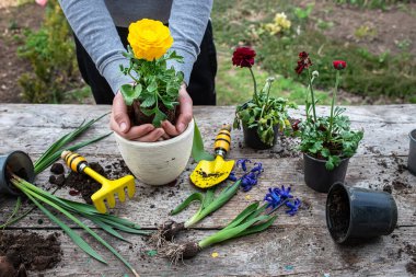 Çiftçinin elleri Ranunculus asiaticus, kökleri toprağın yumrusunda tutuluyor. Çiçek açan çirkin İran çalıları, sarı renkli M-Sakura nakliye kabından çiçek tarlasına nakledilirken. Peyzaj bahçe tasarımı kullanarak