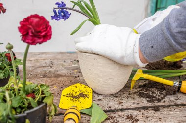 Hyacinthus, sümbül nakli. Sümbül ampulleriyle uğraşıyorum. Bitkileri avuçlamak. Bahçe aletleri, spatula ve nergis ağacının yanına spatula. Bahar geldi. Saksıdan bahçeye bitki nakli konsepti