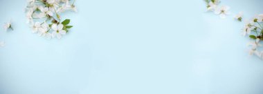 Banner Spring beyaz kiraz dalları mavi üzerinde. Çiçek deseni. Mesaj için yer var. Sancak ya da şablon. Yukarıdan bak, düz yat