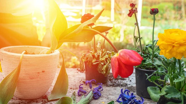 Tuinman Transplanteert Rode Tulpenbloem Pot Voor Cadeau Maart Moederdag Tuingereedschap — Stockfoto
