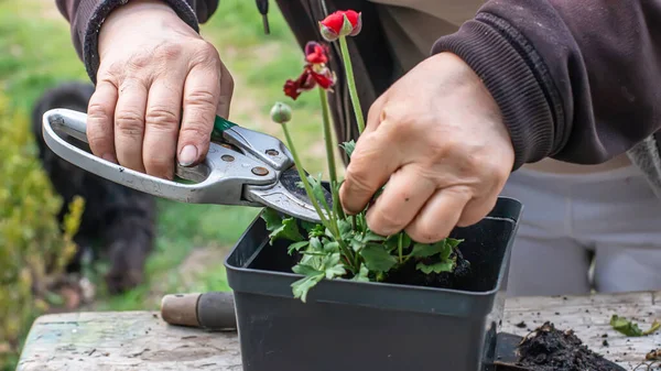 Farmářovy Ruce Prořezávají Zahradními Nůžkami Zvadlou Ošklivou Květinu Ranunculus Asicus — Stock fotografie
