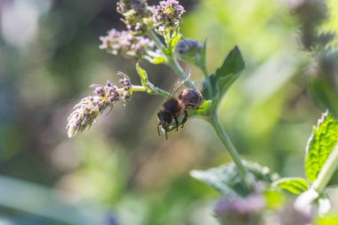 Bal arısı mor çiçeklerden nektar ve polen toplar. Limon merhemi, Melissa officinalis, merhem, genel merhem veya nane şekeri..