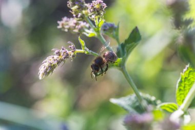 Bal arısı mor çiçeklerden nektar ve polen toplar. Limon merhemi, Melissa officinalis, merhem, genel merhem veya nane şekeri..