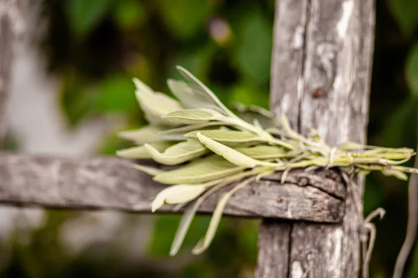 bunch of fragrant herbs Salvia officinalis, common sage, just sage suspended for drying with an herbalist. Preparation of medicinal herbs for preparation of elixirs of alternative medicine