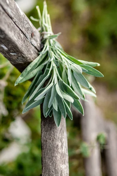 bunch of fragrant herbs Salvia officinalis, common sage, just sage suspended for drying with an herbalist. Preparation of medicinal herbs for preparation of elixirs of alternative medicine