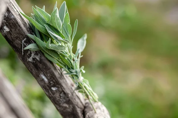 bunch of fragrant herbs Salvia officinalis, common sage, just sage suspended for drying with an herbalist. Preparation of medicinal herbs for preparation of elixirs of alternative medicine