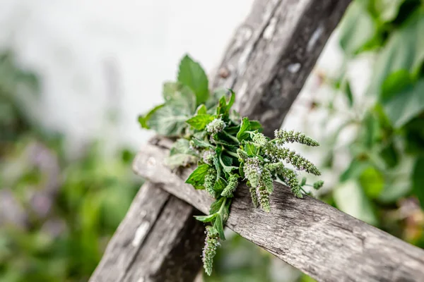 bunch of fragrant herbs Mentha suaveolens, apple mint, pineapple mint, woolly mint or round-leafed mint suspended for drying with an herbalist. Preparation of medicinal herbs for preparation of elixirs of alternative medicine. Ingredients for aromath