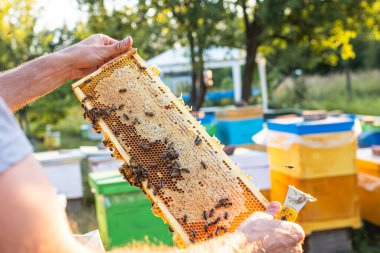 Arılarla dolu açık kovan bu temelsiz çerçeveye güzel bir tarak çizdi. Bal depolamak için hafif tarak kullanılırdı. Brace tarak, tarağın, köprü tarağının, çapraz taramanın birçok tipinden biridir.,