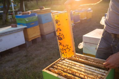 Arı yetiştiricisi arı kovanlarını kontrol ediyor. Arı otelleri ve uygulamaları, nesli tükenmekte olan türler, boş zaman, çevresel aktivizm.