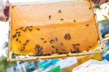 Arıcı kareyi kraliçe hücrelerle birlikte akşam vakti güneş ışınlarında arılar üzerinde inceler. Arıcı kovandaki çerçeveleri kovan aracı ile paylaşıyor. Köydeki kötü ağaçlardaki arı kovanları. Özel arılar.,