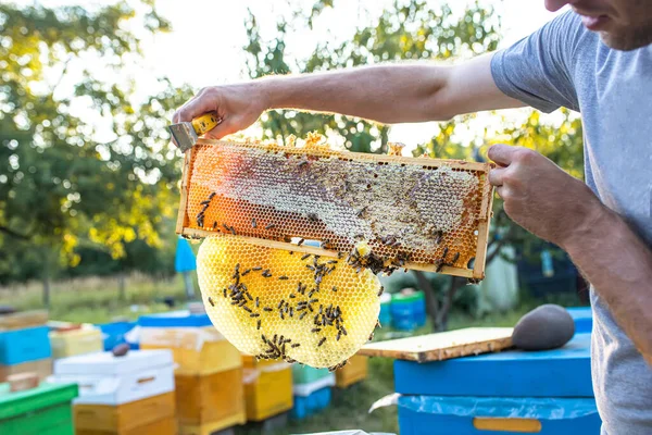Arı yetiştiricisi arılarla ve arı kovanlarıyla çalışıyor. Arılar bal peteğinde. Arı kovanının çerçeveleri. Arıcılık. Tatlım..