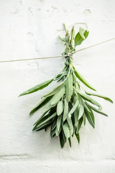 Salvia Officinalis Közönséges Zsálya Csak Zsálya Amit Egy Gyógynövényessel Való — Stock Fotó