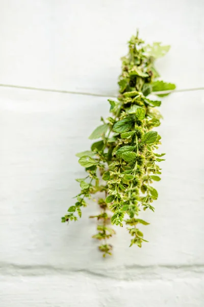 Lemon balm, Melissa officinalis, balm, common balm, or balm mint suspended for drying with an herbalist. Preparation of medicinal herbs for preparation of elixirs of alternative medicine. Ingredients for aromatherapy and herbal teas